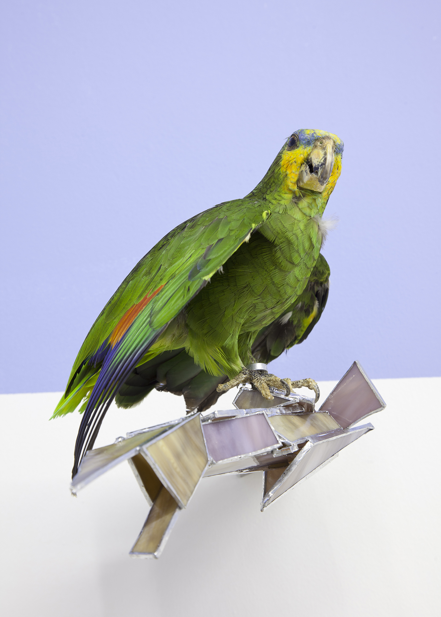 Isa Melsheimer, Synapsen, Ikob – Museum für Zeitgenössische Kunst, Eupen Belgien.