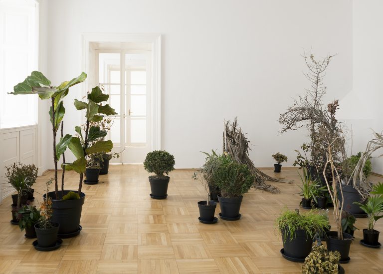 Isa Melsheimer, Plant HuntersGalerie nächst St. Stephan Rosemarie Schwarzwälder, Vienna.