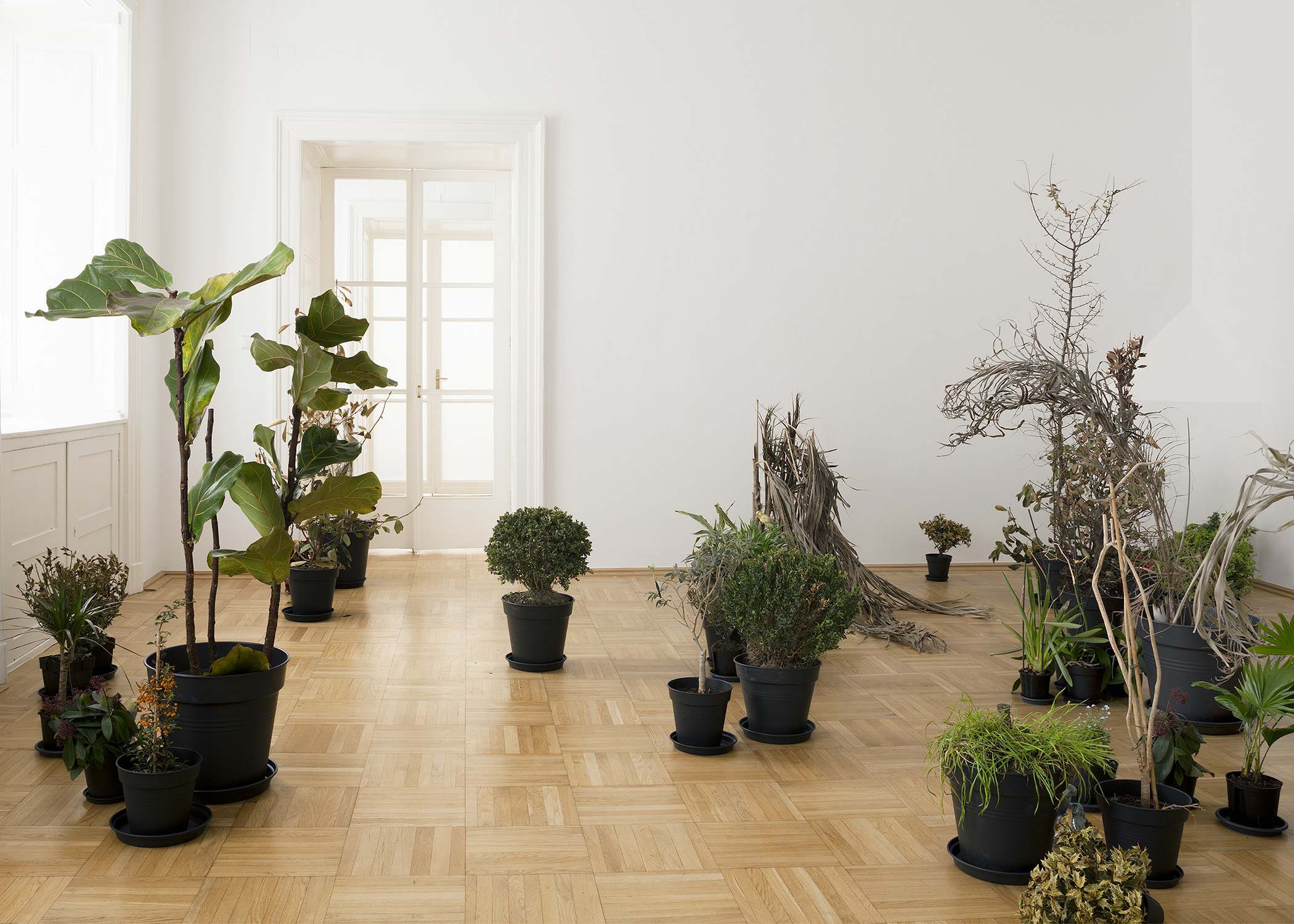 Isa Melsheimer, Plant HuntersGalerie nächst St. Stephan Rosemarie Schwarzwälder, Vienna.