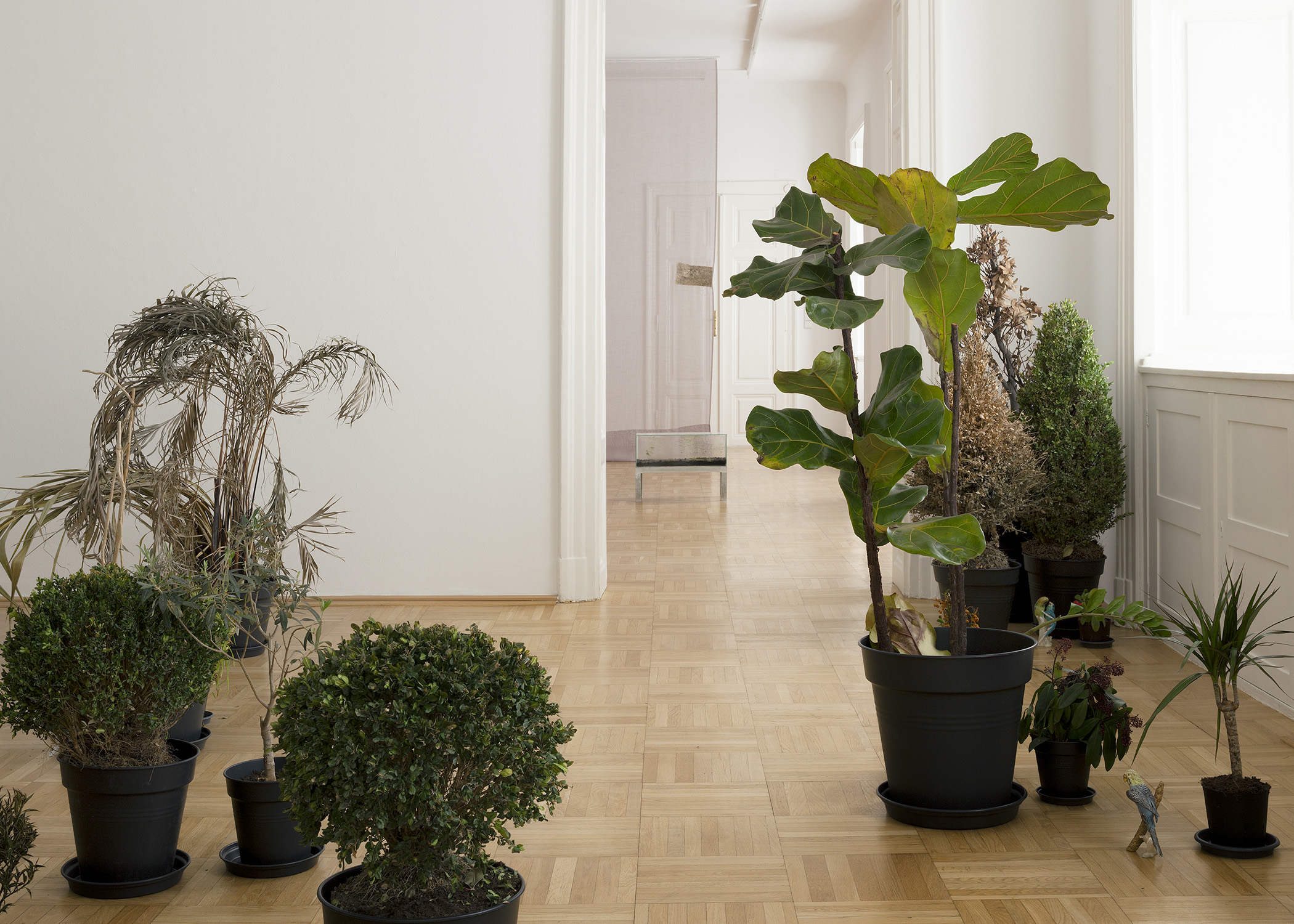 Isa Melsheimer, Plant HuntersGalerie nächst St. Stephan Rosemarie Schwarzwälder, Vienna.
