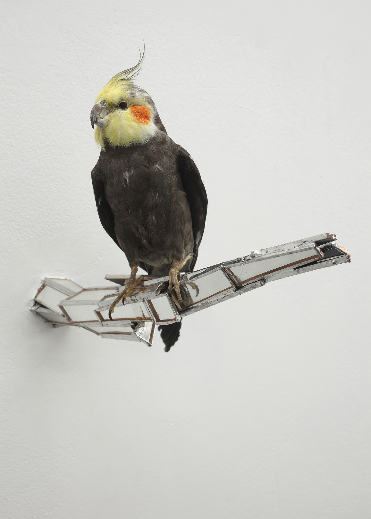 Isa Melheimer, Dachgarten, Galerie Jocelyn Wolff, Paris.
